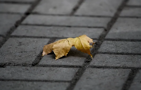 Осень, лист, тротуар