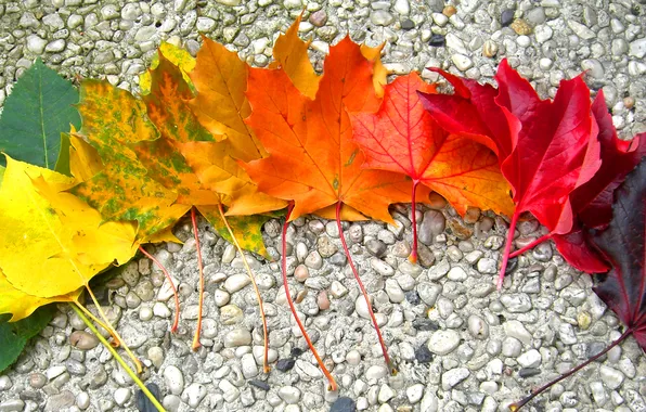 Осень, листья, камни, радуга, клён