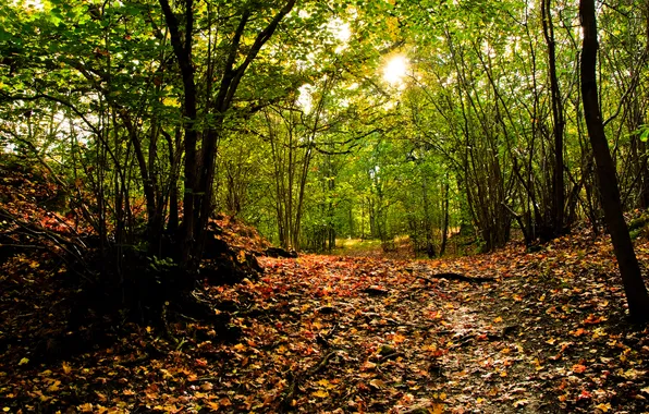 Картинка осень, лес, солнце, природа, листва