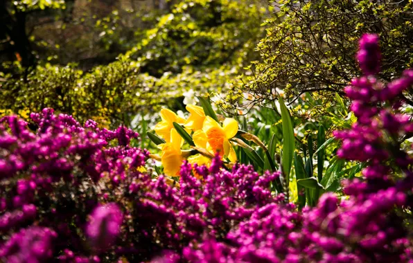 Nature, Purple, Flowers, Yellow, Spring, Colourful, Vivid, Jonquil