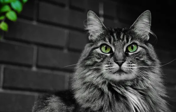Кошка, глаза, кот, усы, морда, пушистый, зеленые