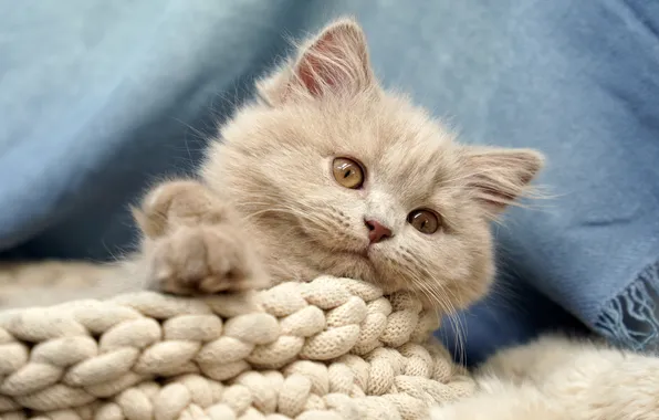 Кошка, взгляд, поза, котенок, серый, малыш, лежит, мордашка