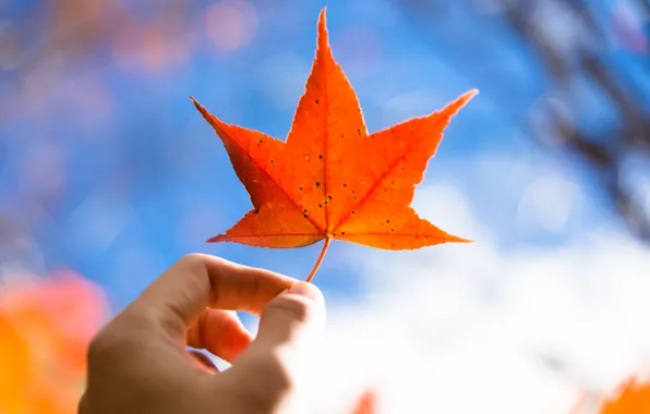 Осень, лист, рука