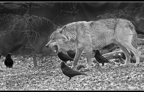Nature, snow, predator, face, animal, wolf, wildlife, portrait
