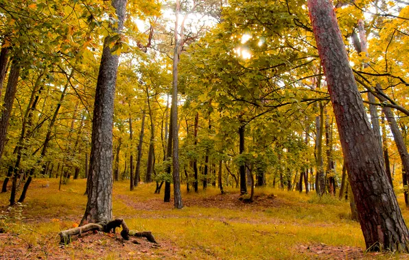 Картинка forest, park, autumn, fall