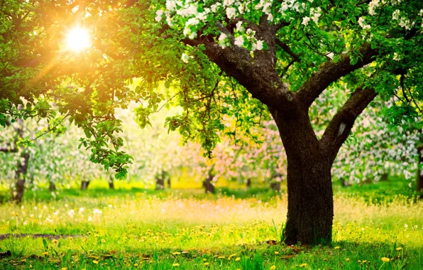 Солнце, деревья, природа, весна, сад, одуванчики, яблони