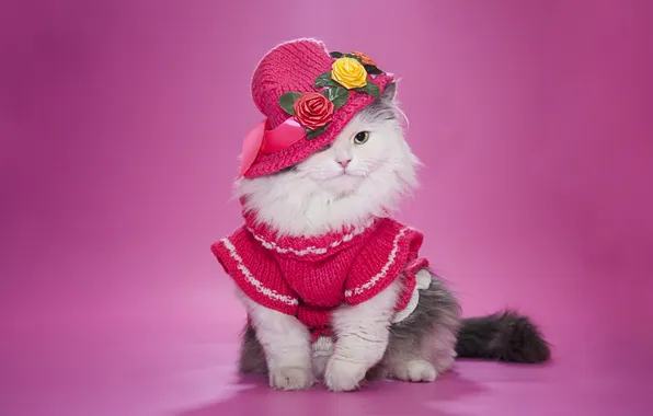 Картинка кошка, шляпка, пушистая
