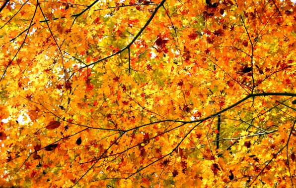 Осень, листья, ветки, дерево, клен, крона