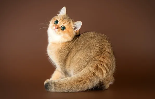 Кошка, взгляд, котенок, хвост, коричневый фон, британская, шиншилла, золотистая шиншилла