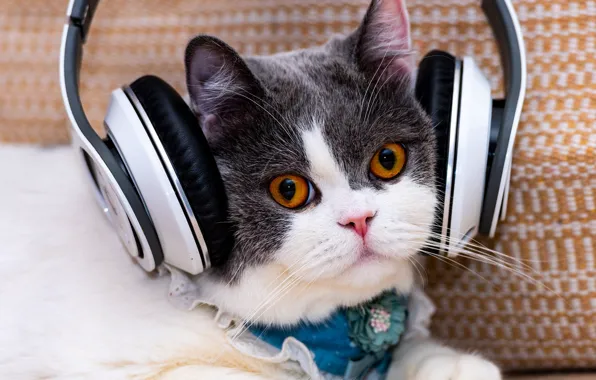 Кошка, взгляд, музыка, котенок, наушники, мордашка, манишка, серый с белым