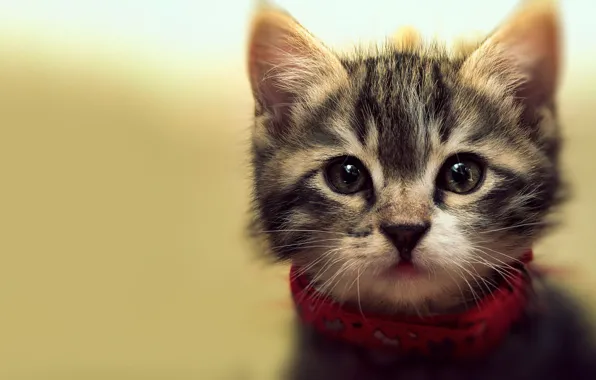 Кошка, взгляд, котенок, серый, фон, портрет, малыш, милый
