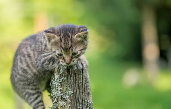 Котенок, фон, маленький