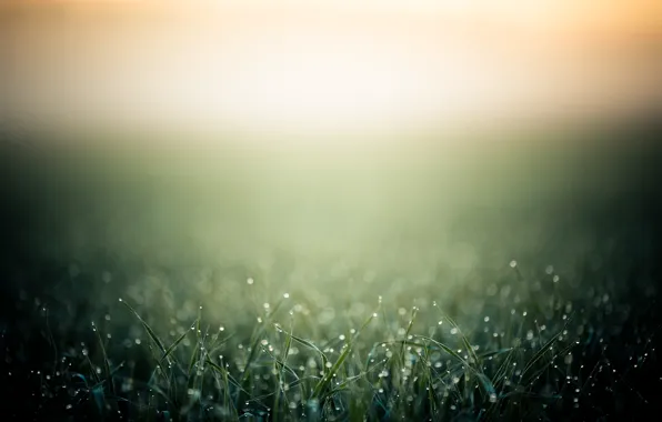 Картинка трава, капли, макро, роса, тепло, фон, утро