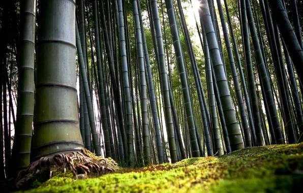 Картинка япония, бамбук, киото