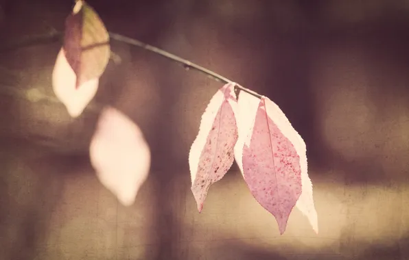 Картинка осень, листья, природа, фон