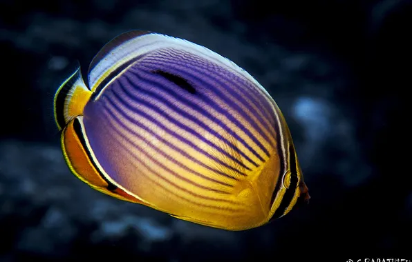 Океан, под водой, ocean, under water, fish butterfly, Рыба-бабочка