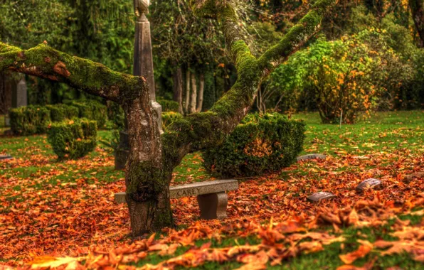 Картинка осень, листья, дерево, кладбище, памятники