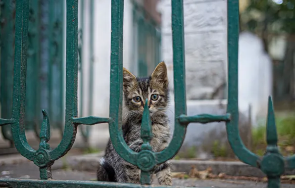 Забор, малыш, котёнок