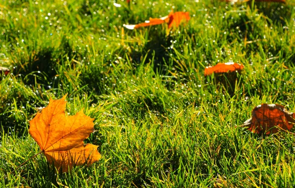 Grass, yellow, autumn, leaf