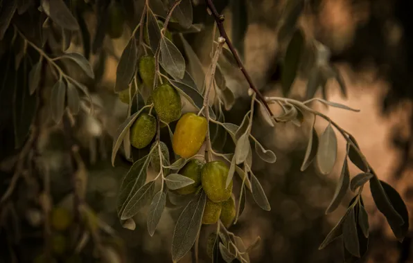Green, nature, Olives, Kide FotoArt