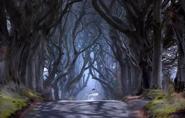 Деревья, птица, дымка, Северная Ирландия, графство Антрим, дорога Bregagh Road, Баллимони, Темная аллея