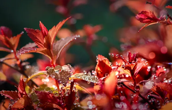 Осень, листья, вода, капли, макро, природа, Неля Рачкова