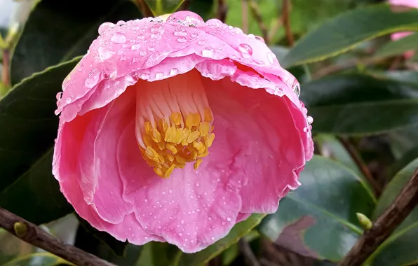 Картинка Макро, камелия, Macro, Drops, Blossom, Camellia, Капли Дождя, Розовый цветок