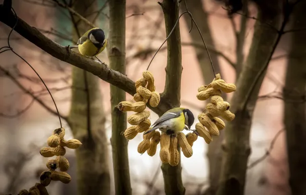 Птицы, природа, орехи