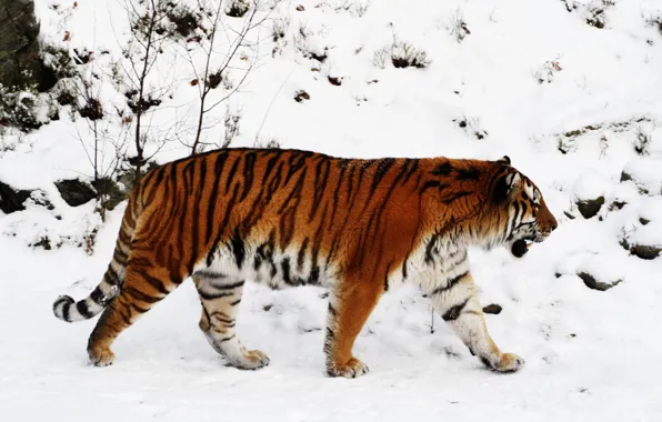 Картинка зима, снег, Тигр, тайга