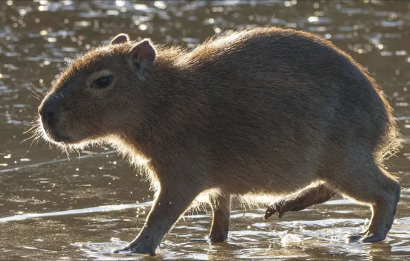 Животные, природа, animal, грызун, wildlife, rodent, slow, капибара