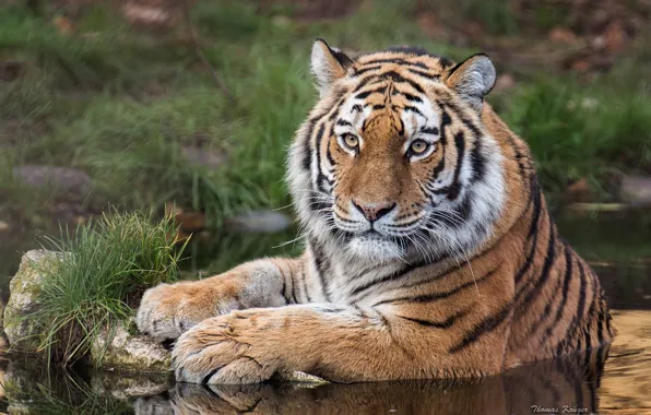 Взгляд, вода, тигр, хищник, дикая кошка, Амурский тигр