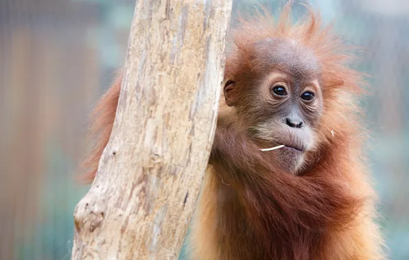 Фон, обезьяна, зоопарк