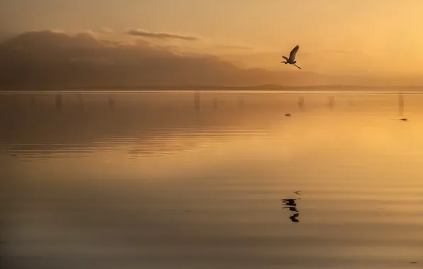Картинка закат, озеро, птица