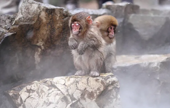 Картинка природа, фон, Japan, Nagano, Snow monkey