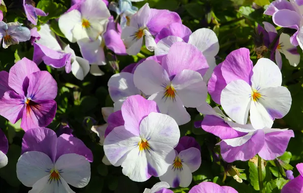 Spring, blooming, pansies