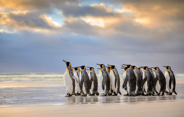 Пляж, Атлантический океан, Королевские пингвины, Фолклендские острова