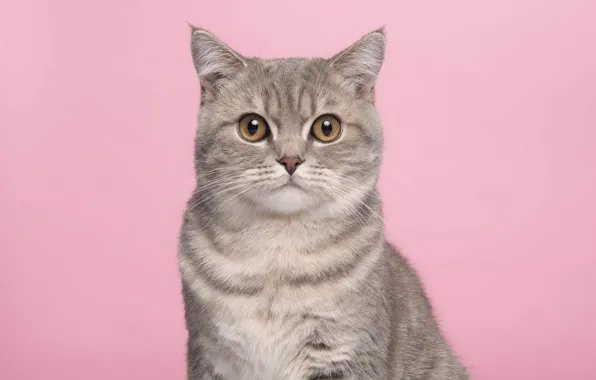 Кошка, кот, взгляд, поза, котенок, серый, портрет, мордашка