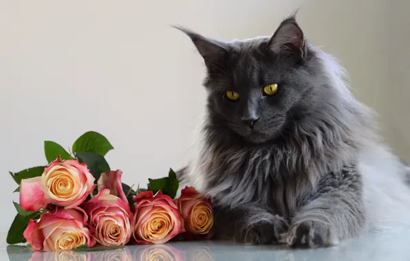 Кошка, кот, взгляд, морда, цветы, серый, портрет, розы
