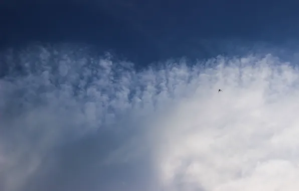 Небо, природа, птица