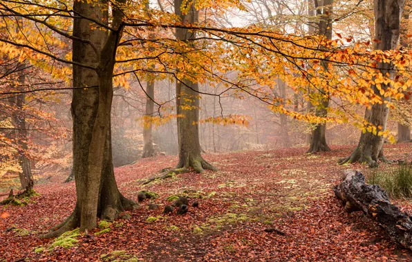Картинка осень, лес, туман, желтые листья