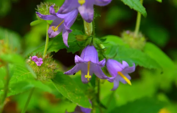 Цветочки, Фиолетовые цветы, Purple flowers