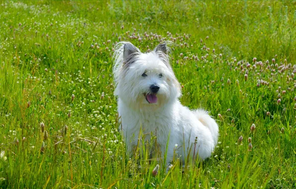 Картинка Трава, Собачка, Dog, Grass, Вест-хайленд-уайт-терьер