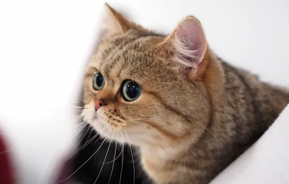 Кот, взгляд, портрет, мордочка, котэ, глазища, котейка, Британская короткошёрстная кошка