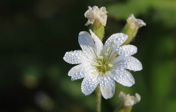 White, flower, drops, blooming