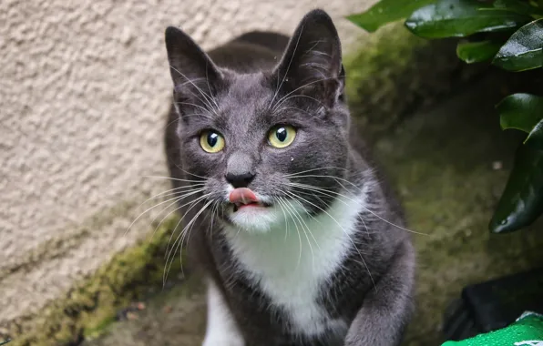 Язык, кот, взгляд, котейка