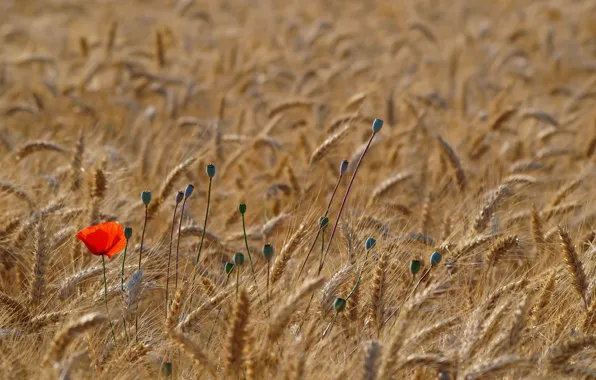 Картинка пшеница, поле, красный, мак, маки, колоски