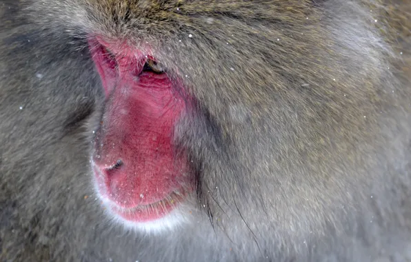 Monkey, nature, wild, creature, fur