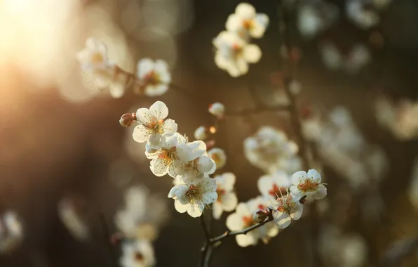 Картинка солнце, дерево, весна