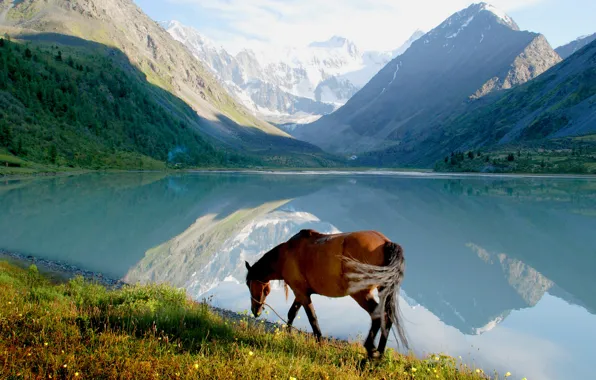 Картинка горы, берег, лошадь