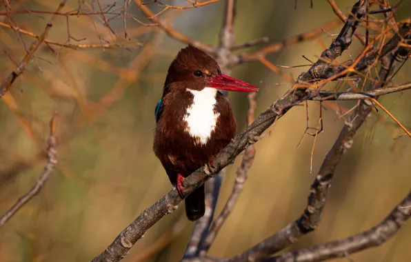 Природа, птица, Kingfisher